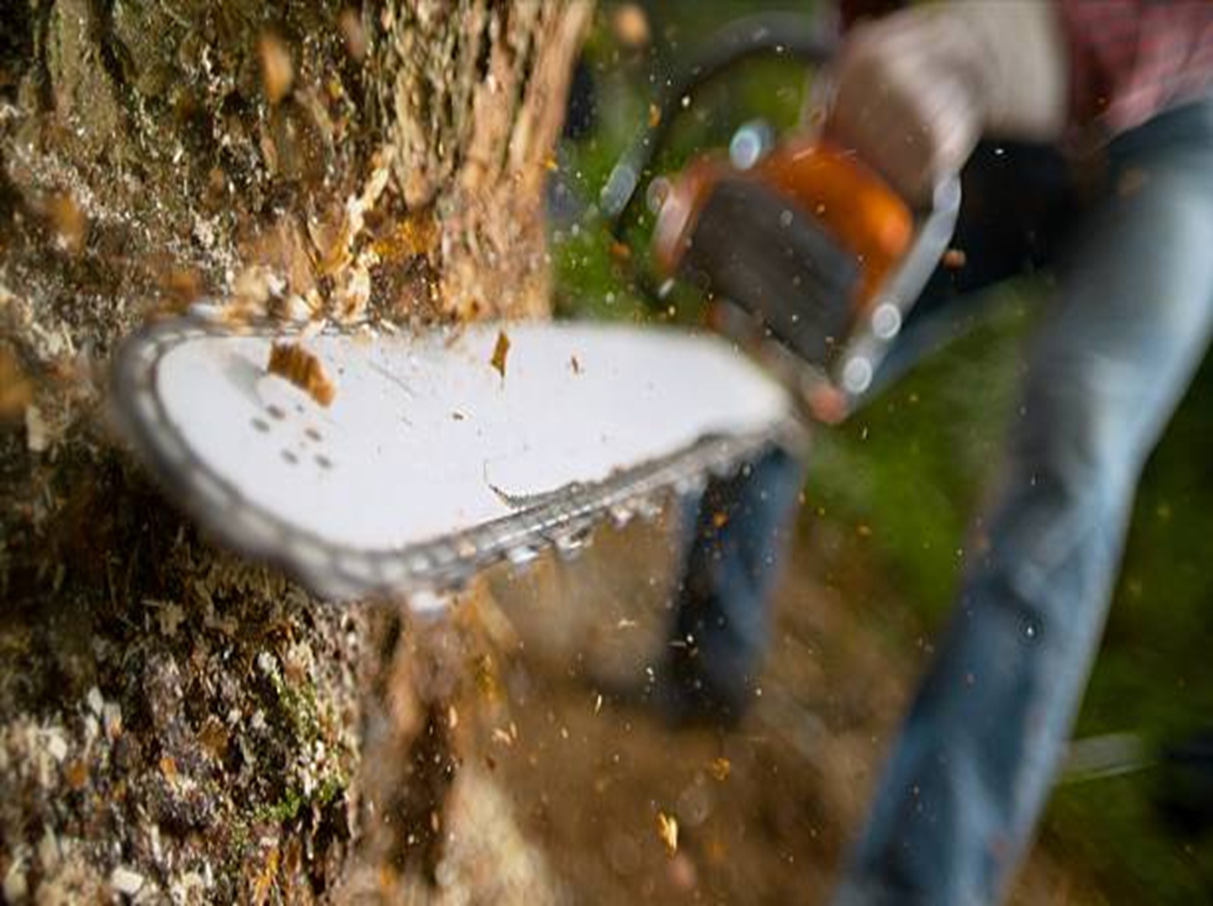 Lumberjack using chainsaw while cutting tree in forest.